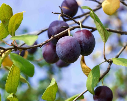 Ripe plum on a tree branch